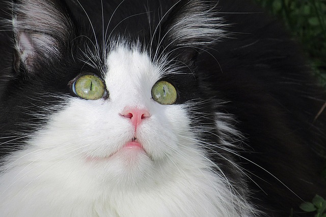 Kat, Feline, Dyr, Sød, Portræt