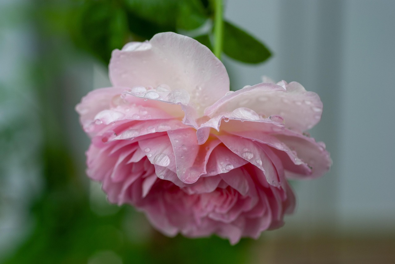 Mon Rosa Rosa Mon Ceour Rosado Después De - Foto gratis en Pixabay - Pixabay