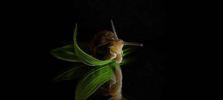 Caracol, Oscuro, Reflexión, Naturaleza