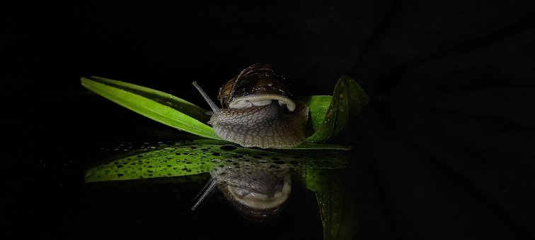 Caracol, Naturaleza, Oscuro, Reflexión
