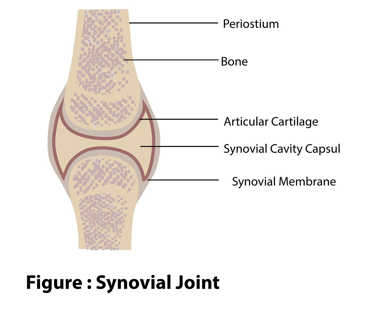 Knee Joint Medical - Free photo on Pixabay - Pixabay