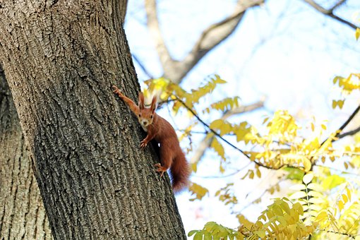 Free The Autumn Squirrel photo and picture
