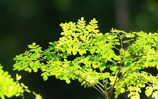 Blätter, Grün, Gegenlicht, Natur