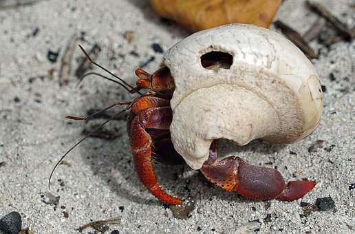 Einsiedlerkrebs, Krebs, Bonaire, Karibik