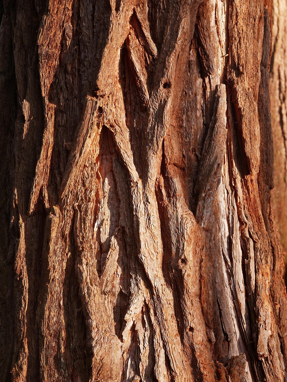 Bark Drink Trunk Free photo on Pixabay Pixabay
