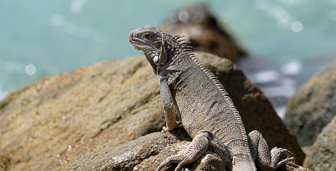 Leguan, Aruba, Karibik, Sonnen