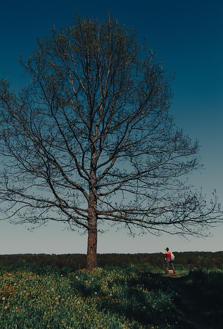 Træ, Mand, Natur, Himmel, Blå, Sommer