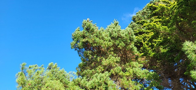 Free Sky Blue photo and picture