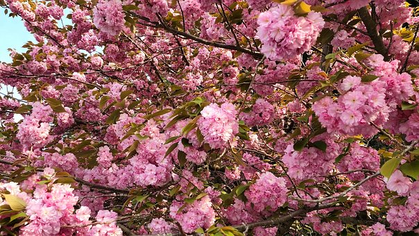 Flor De Cerezo, Flor, Plena Floración