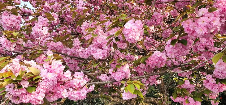 Flor De Cerezo, Sakura, Primavera