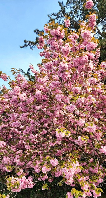 Flor De Cerezo, Primavera, Naturaleza
