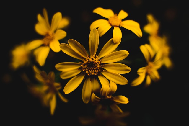 Bloemen, Plantaardige, Bloom, Bloesem