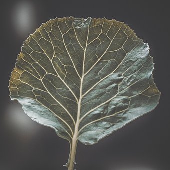 Pflanze, Gemüse, Kohl, Organisch, Frisch