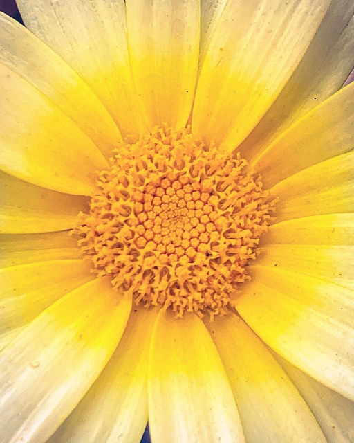 Free Flower Yellow photo and picture