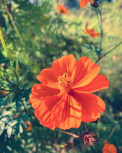 Free Flower Nature photo and picture