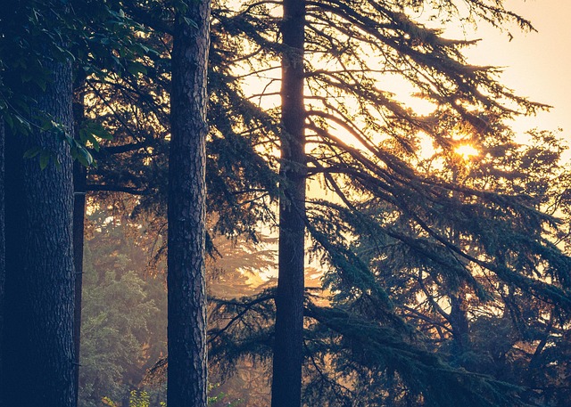 Free Sunset Nature photo and picture