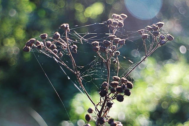 Free Spider Web Flower photo and picture