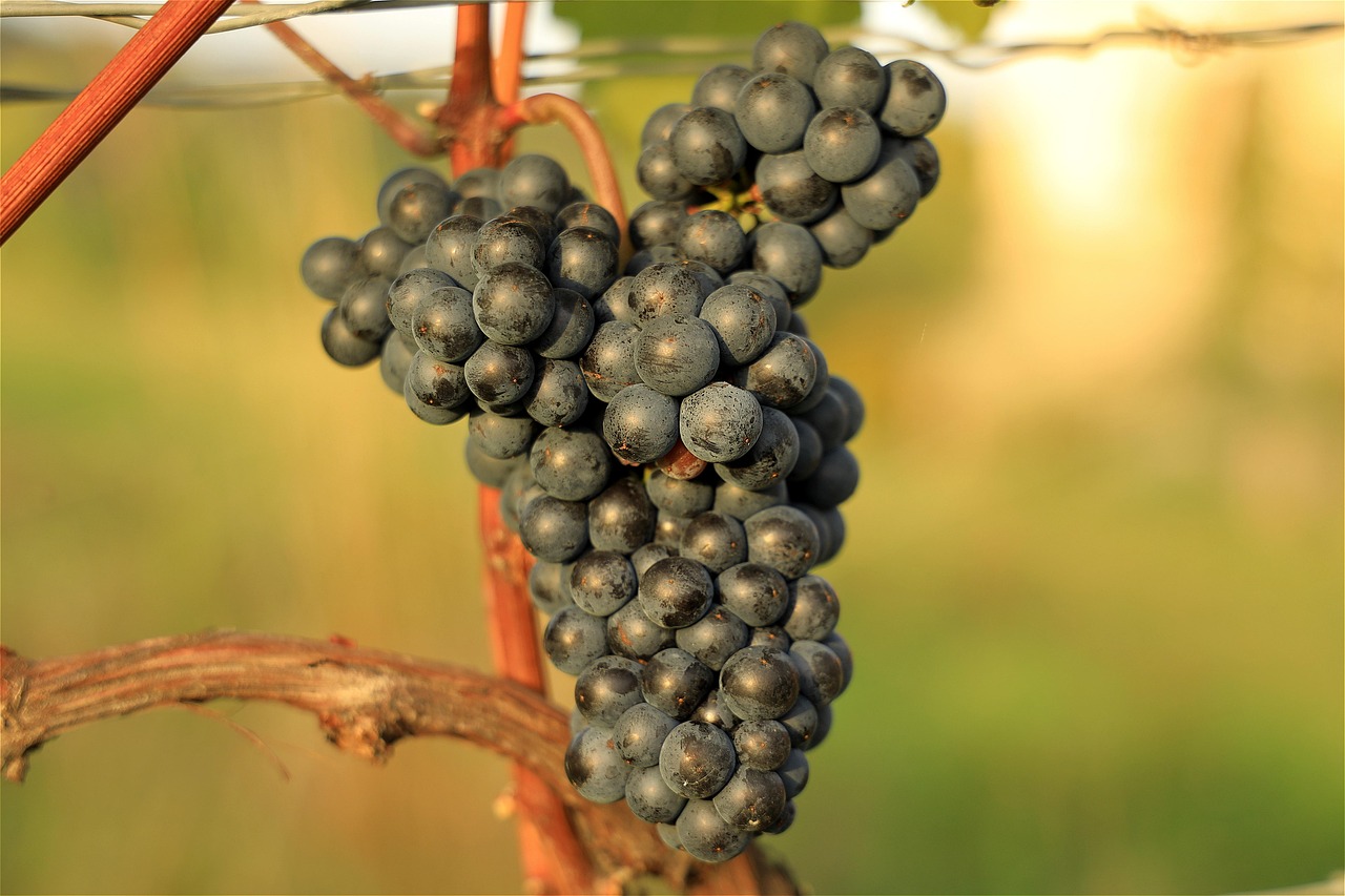 Grapes Grapevines Wine Growing Free photo on Pixabay Pixabay