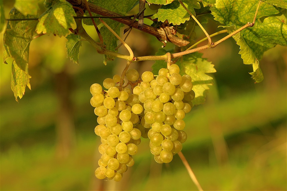 Grapes Grapevines Wine Growing Free photo on Pixabay Pixabay