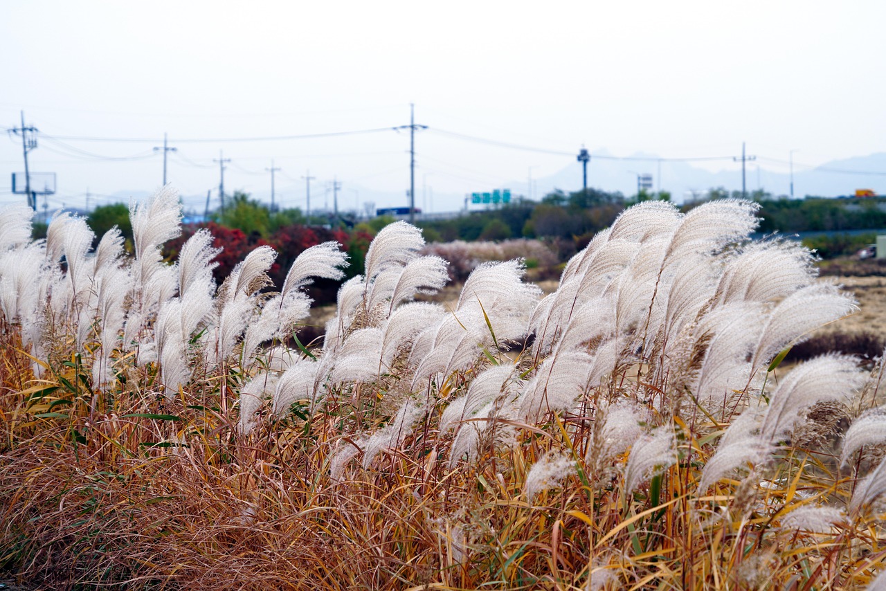 억새 강변 갈대 - Pixabay의 무료 사진 - Pixabay