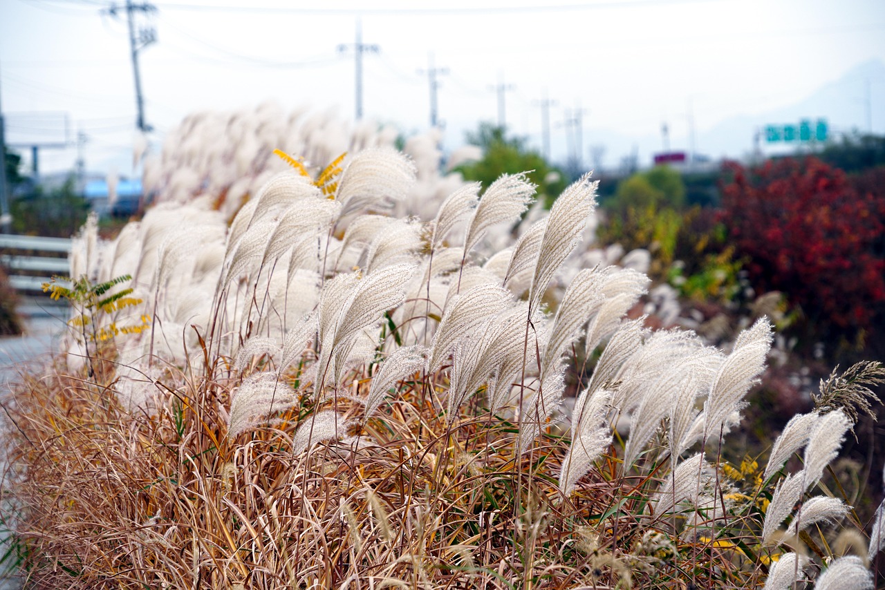 100 + 무료 갈대 바람 & 갈대 이미지 - Pixabay
