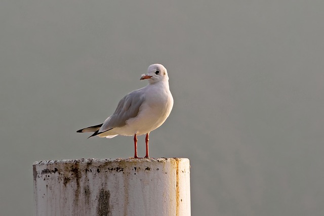 Free Seagull Bird photo and picture