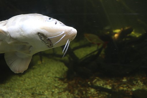 Free Fish White photo and picture