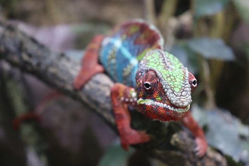 Free Chameleon Skin photo and picture