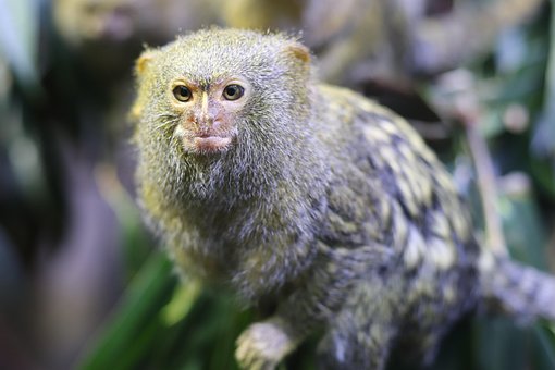 Free Animal Mammal photo and picture
