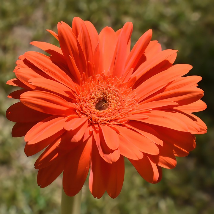 Daisy Botanical Daisy Flower Plant Transvaal - Free photo on Pixabay