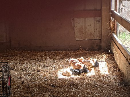 Free Chicken Farm photo and picture