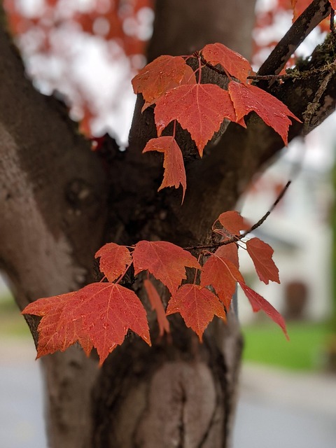 Free Fall Autumn photo and picture