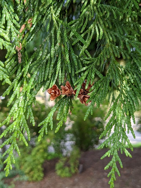 Free Nature Evergreen photo and picture
