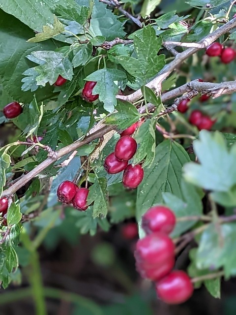 Free Red Green photo and picture