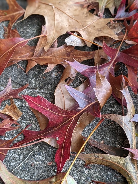 Free Red Brown photo and picture