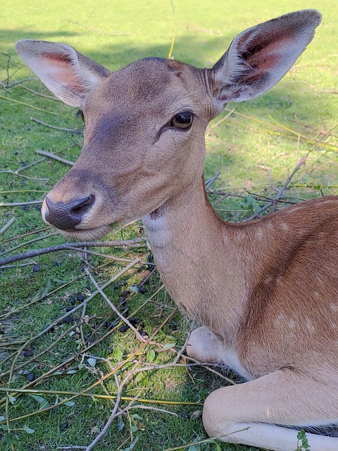 Damhirschkuh, Tier, Natur, Hirsch, Weide
