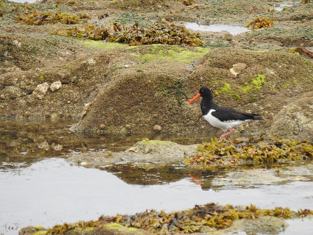 Free Oystercatcher Sea Magpie photo and picture