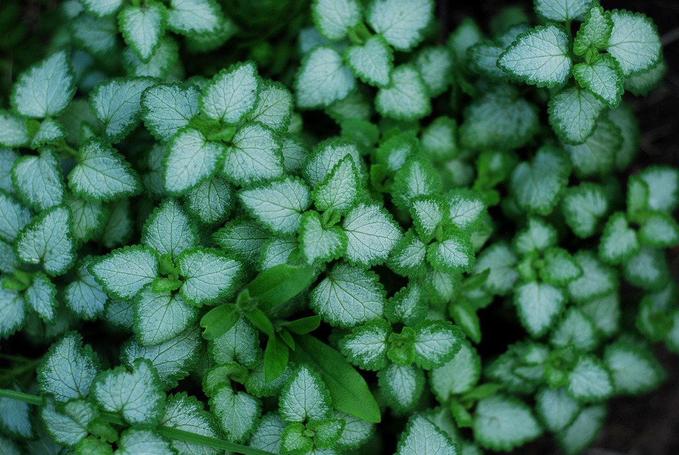 Greens Plants Bloom Free photo on Pixabay Pixabay