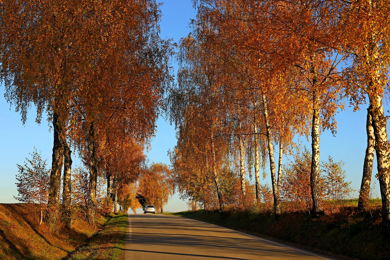 Trees - free online jigsaw puzzle photo