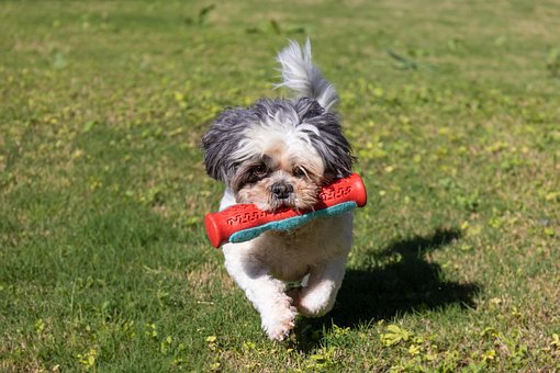 Câine, Animal De Companie, Canin, Joc