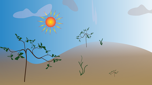 Pflanzen, Wüste, Sonne, Ökosystem, Bäume
