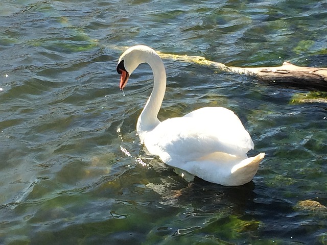 Cygne L'Eau Nature - Photo gratuite sur Pixabay