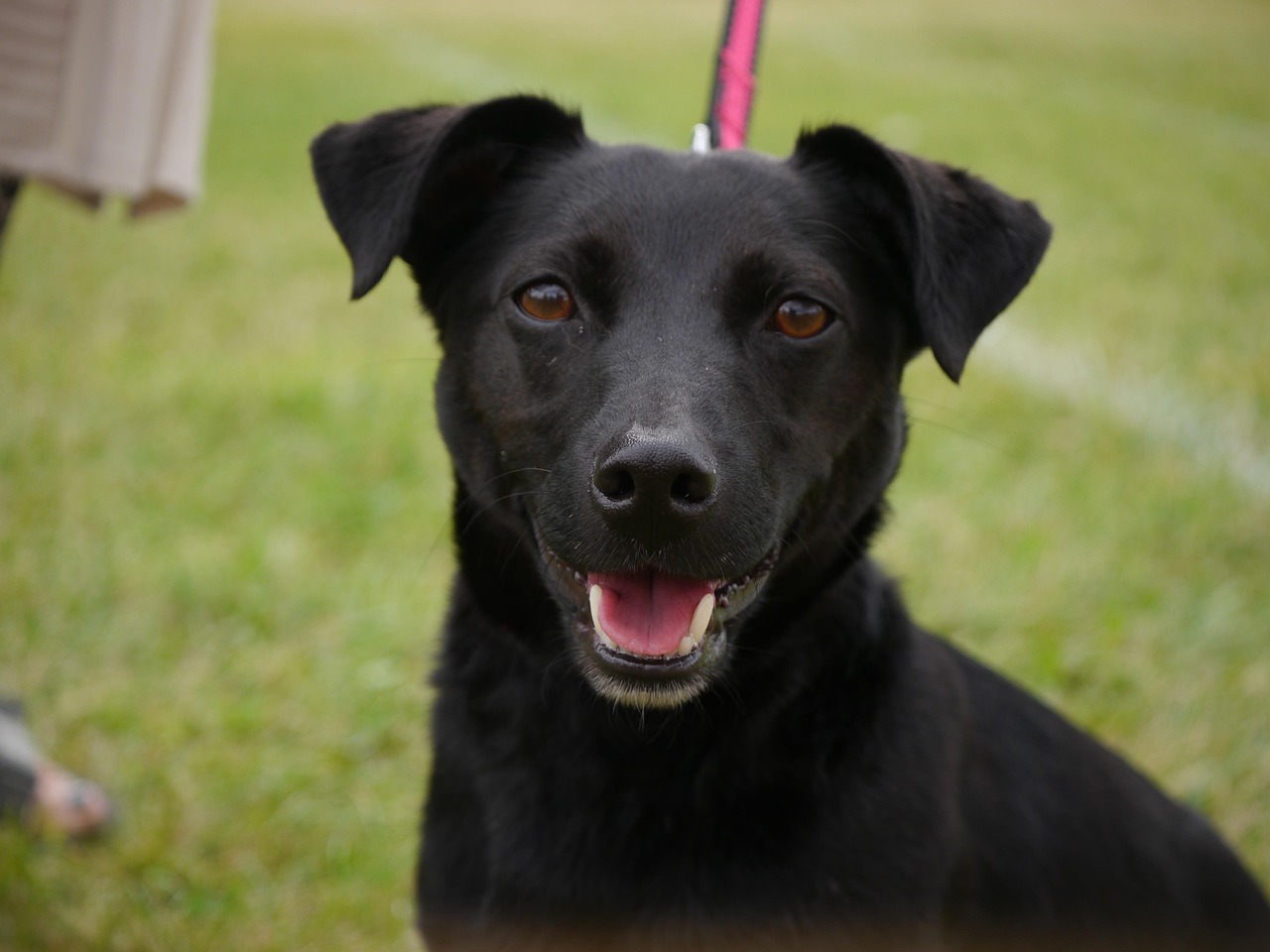 60+ Free Terrier Mix & Dog Images - Pixabay