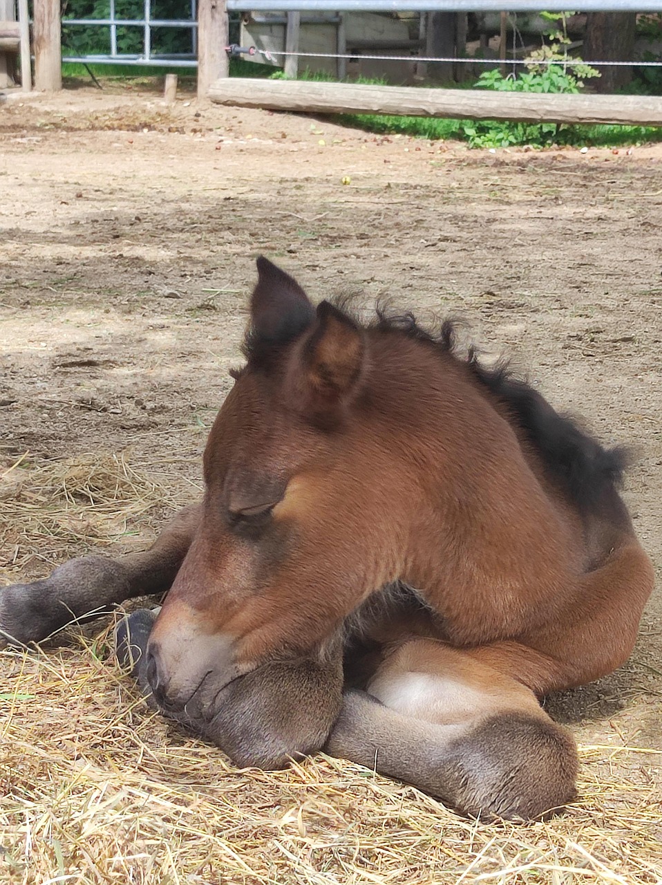 endangered-horse-breed-bosnian-free-photo-on-pixabay-pixabay