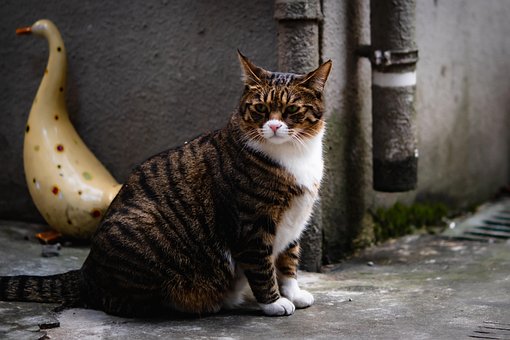 Kat, Herreløs, Kæledyr, Feline, Natur