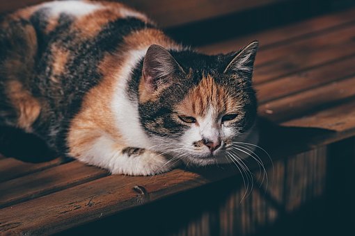 Kat, Dyr, Feline, Pattedyr, Sød, Kæledyr