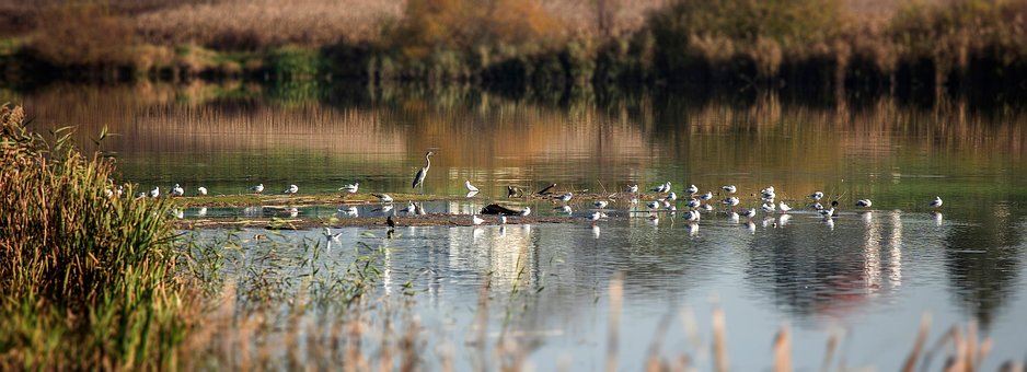 Fugle, Flok, Ornitologi, Natur, Arter