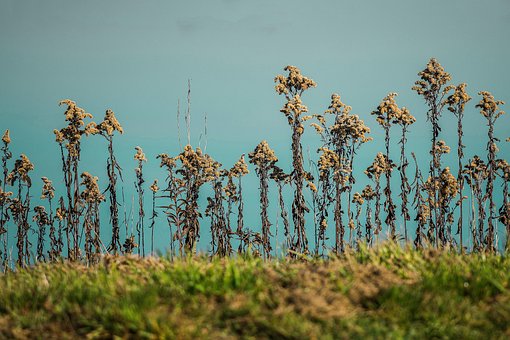 Vækst, Blomst Tapet, Natur, Blomst