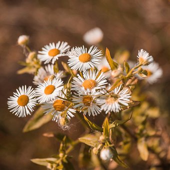 Solsikke, Blomst, Hvid, Natur, Gul