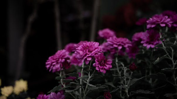 Free Flowers Garden photo and picture